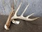 Nice 5 Point Typical Whitetail Shed With Sticker Good Color