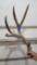 85 4/8 Canadian mule deer shed