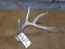 4 Point Typical Whitetail Shed