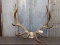 Big Elk Rack On Skull Plate 6x8 With Heavy Mass Throughout About 50