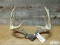 5x5 Whitetail Rack On Skull Plate Tall Tines