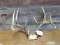 4x5 Whitetail Rack On Skull Plate With Extras 21
