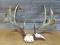 5x5 Whitetail Rack With Extras