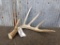 Clean 5 Point Typical Whitetail Shed 75
