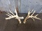 Main Frame 6x5 Whitetail Sheds Cool Brows Good Color Right 80