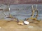 6x4 Mule Deer Rack On Skull Plate 29