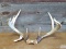 4x5 Whitetail Rack On Skull Plate With Hooked Brow Tine