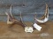 Gnarly Typical 5x5 Whitetail Rack On Skull Plate With 1950s Michigan Tag