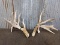 5x5 Whitetail Sheds With Drop Tine & Flyer Right 92