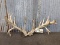 Set Of Whitetail Sheds With Double Row Tines Right 93