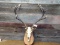 Euro Mount Red Stag On Skull Beautiful Antlers