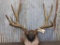 Big Mule Deer Rack On Plaque Great Color 29