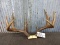 8 Point Whitetail Rack With Flyers Color Added 22