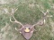 8x9 Red Stag Rack On Plaque With Palmated Crowns