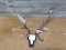 Mounted Fallow Deer Sheds On Repro Skull Plate