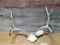 4x4 Mule Deer Rack On Skull Plate