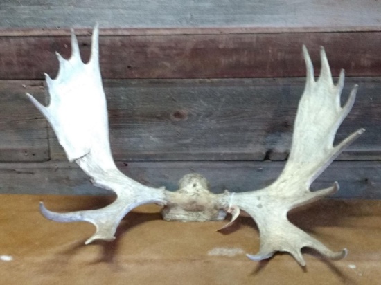 38" Moose Rack On Skull Plate