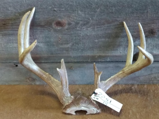 4x4 Whitetail Rack Good Color