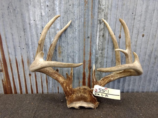 Wild Iowa 4x4 Whitetail Rack On Skull Plate 159 7/8" typical frame