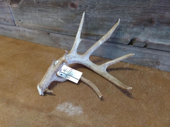 101" Whitetail Shed Great Color & typical Look