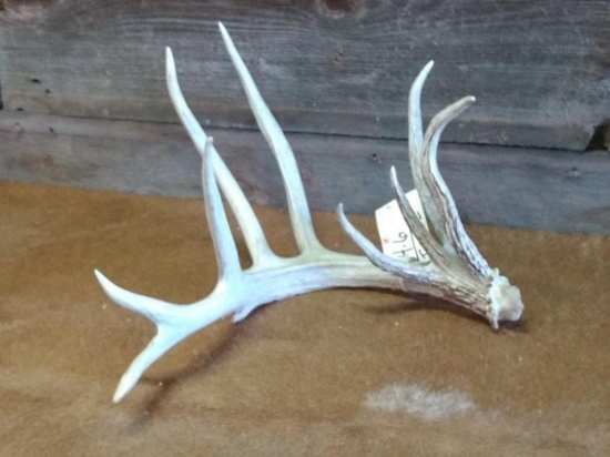 116 5/8" Whitetail Shed With 92 2/8" Typical Frame