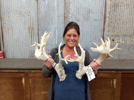 Set Of Whitetail Sheds Palmated Brows Good Mass