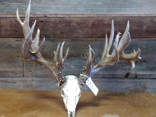 BIG 305" Whitetail Rack On Skull Color Added GREAT Look !!