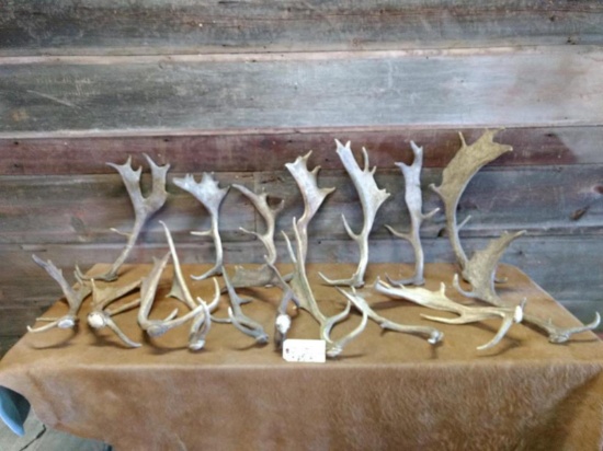 24.5 lbs Of Fallow Deer Sheds 17 Sheds Total Great Color Nice Palms