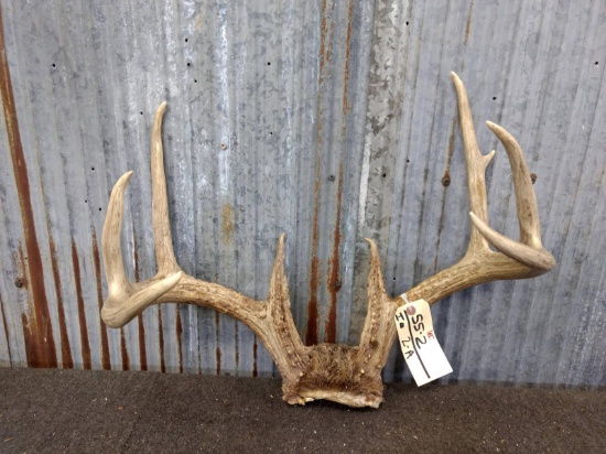 Big Fairly Clean 8 Point Wild Iowa Whitetail Rack On Skull Plate