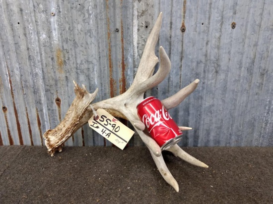 109" Gross Whitetail Shed Good Color True Double Row Tines Self Standing