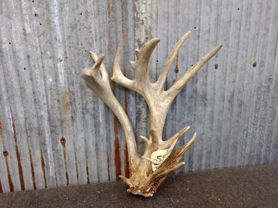 Big Double Main Beam 100" Class Whitetail Shed Great Color Lots Of Character