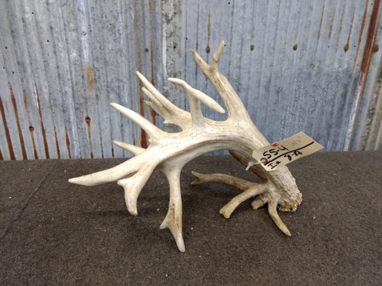 143" Single Whitetail Shed Great Color Droptines & More Self Standing