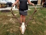 Red Stag Antlers On Skull 48