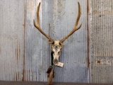 Decorated Elk Skull 4x4