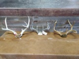 1 Whitetail & 2 Mule Deer Racks On Skull Plate