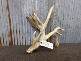 Heavy Palmated Whitetail Shed With Droptine