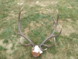 6x6 Elk Rack On Plaque Color Added Repaired 46