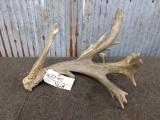 Heavy Whitetail Shed With Flyers & Extras