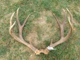 5x5 Mule Deer Rack On Skull Plate With Flyers 26