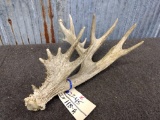 Single Whitetail Shed Palmated Brow Tine Self Standing