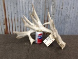 Heavy Whitetail Shed With Drop Tines & Lots Of Extras Weighs Over 5lbs