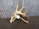 Single Whitetail Shed With Double Main Beam