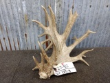 Palmated Whitetail Shed With Stickers & Flyers All Around