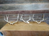 3 Mule Deer Racks On Skull Plate