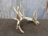 Double Row Tines Whitetail Shed With Flyers