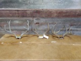 2 Mule Deer & 1 Whitetail Racks On Skull Plate