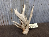 Main Frame 4 Point Whitetail Shed With Clustered Brow Tine