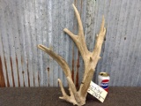 Double Main Beam Whitetail Shed