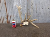 Double Main Beam Whitetail Shed Self Standing