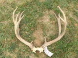 5x5 Mule Deer Rack On Skull Plate 25